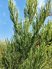 Sequoiadendron giganteum´Greenpeace´ 