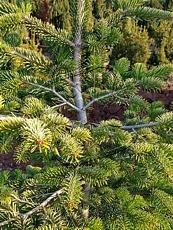 Abies nordmanniana ´Aurea´