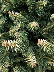 Abies pinsapo ´Aurea´