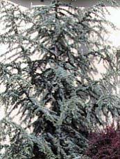 Cedrus atlantica´Glauca´