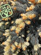 Picea pungens ´Bialobok´