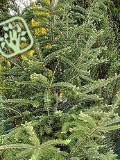 Abies balsamea