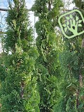 Thuja occidentalis´Henezia´