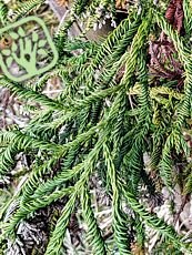 Cryptomeria japonica ´Rasen Sugi´