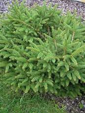 Picea abies´Nidiformis´