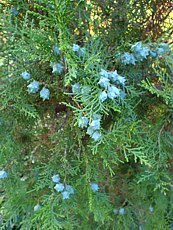 Thuja orientalis