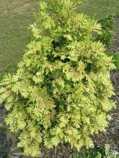 Thuja occidentralis´ Wareana Lutescens´