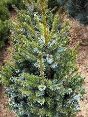 Picea omorica ´Nana´