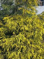 Chamaecyparis pisifera´Filifera Aurea´