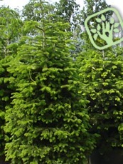 Abies nordmanniana Abies nordmanniana
