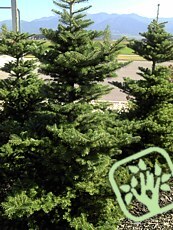 Abies koreana