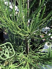 Cryptomeria japonica´Araucaroides´