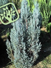 Chamaecyparis lawsoniana´Blue Surprise´