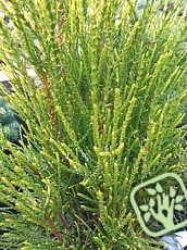 Thuja orientalis´Franky Boy´