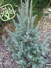 Pseudotsuga menziesii ´Fastigiata Glauca´