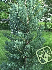 Sequoiadendron giganteum´Glaucum´