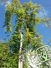 Taxodium distichum´Pendens´