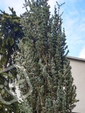 Cedrus libanii ´Fastigiata´