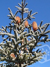 Abies procera´Glauca´