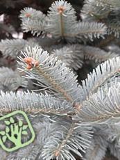 Abies lasiocarpa´Compacta´