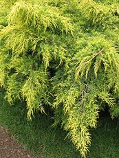 Juniperus media´Old Gold´