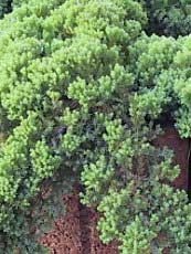 Juniperus procumbens´Nana´