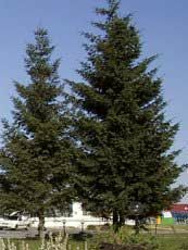 Pseudotsuga menziesii 