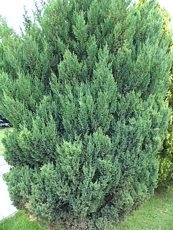 Juniperus communis ´Stricta´