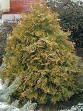 Thuja occidentalis´Rheingold´