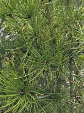 Sciadopitys verticillata 