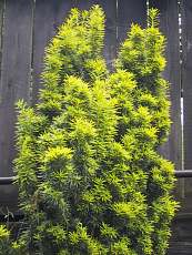 Taxus baccata´Fastigiata Aurea´