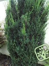 Taxus media´Hicksii´