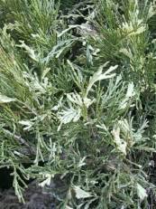 Juniperus sabina´Variegata´