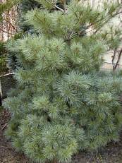 Pinus strobus´Nivea´