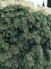 Chamaecyparis lawsoniana´Globus