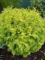 Thuja occidentalis´Globosa Aurea´