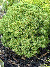 Picea glauca ´Alberta Globe´