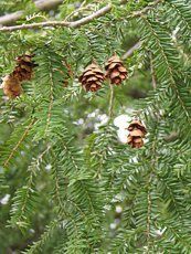 Tsuga canadensis