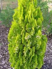 Thuja orientalis´Semperaurea´