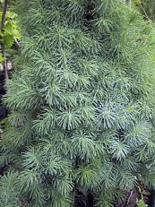 Picea glauca ´Sander´s Blue´