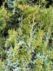 Juniperus chinenesis ´Obelisk´ 