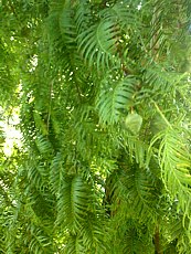 Metasequoia glyptostroboides