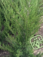 Juniperus chinensis ´Spartan´  