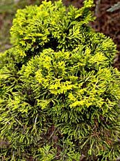 Chamaecyparis obtusa´Nana Lutea´