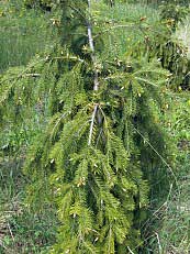 Pseudotsuga menziesii ´Pendula´ 