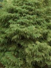 Cryptomeria japonica´Elegans´