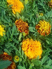 Tagetes patula 