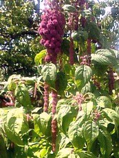 Amaranthus caudatus