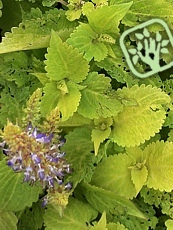 Coleus hybridus´Wizard Pineapple´