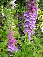 Digitalis purpurea Digitalis purpurea